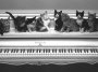 gatto,pianoforte,musica