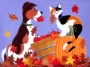 cane,gatto,autunno