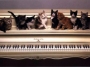gattini,pianoforte
