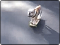 Skateboard dog