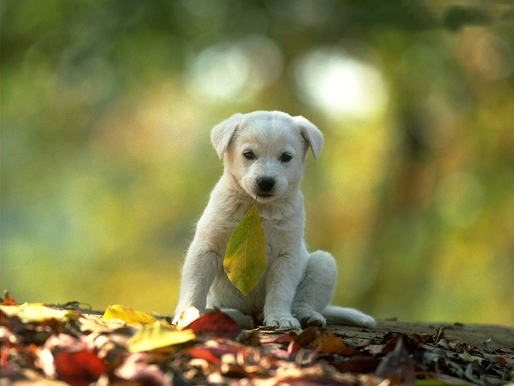 Cucciolo (1024x768 - 94 KB)