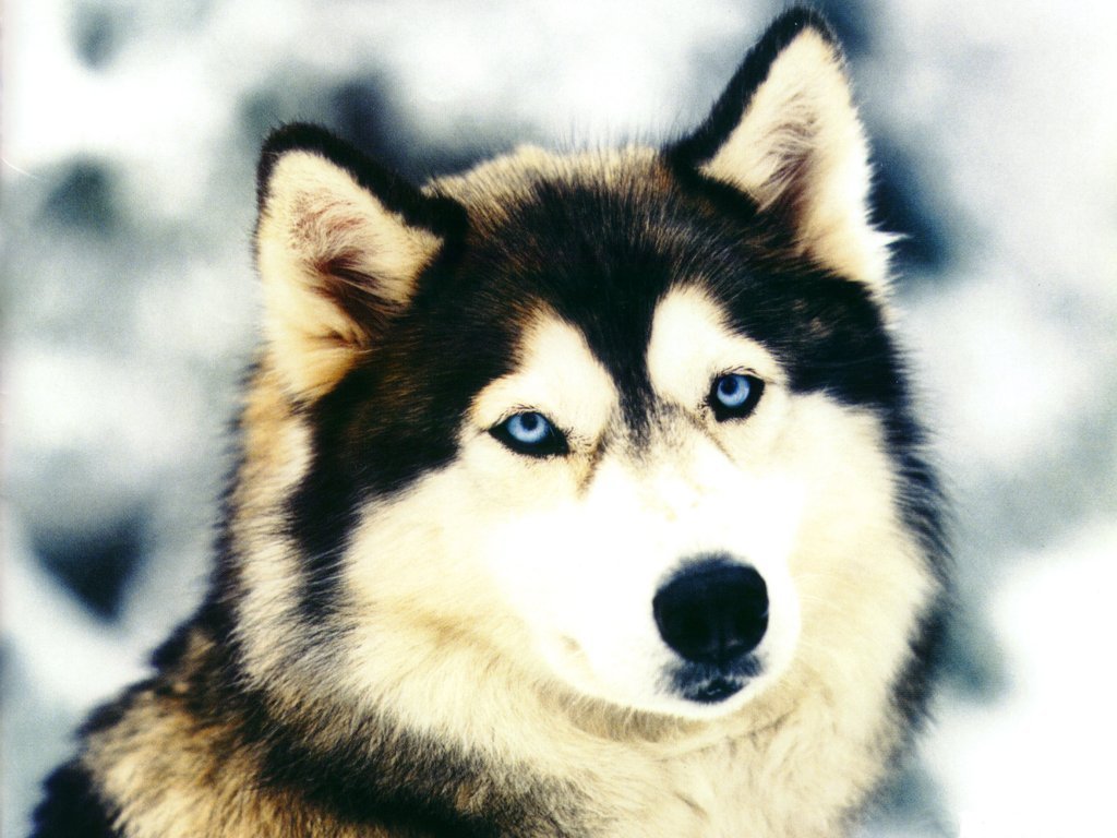 Husky (1024x768 - 121 KB)