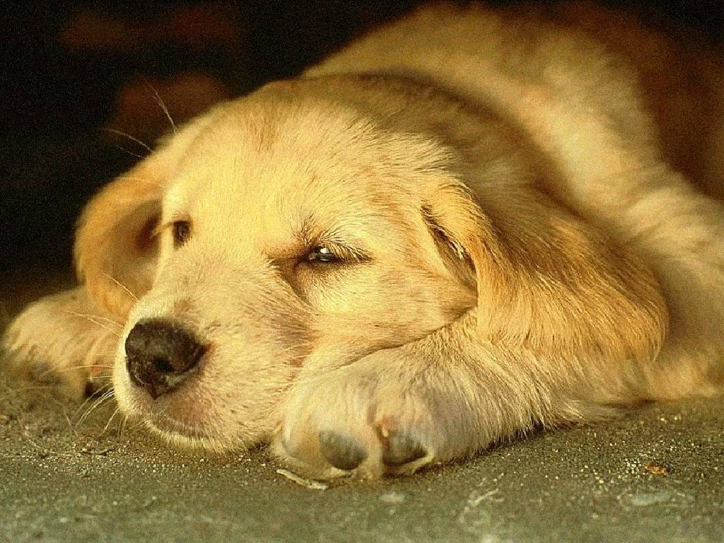 Cane (1024x768 - 337 KB)