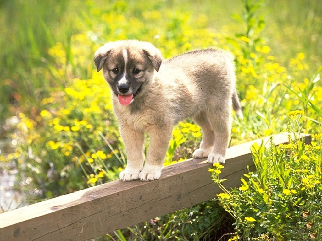 Cucciolo (1024x768 - 163 KB)