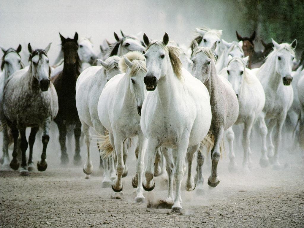 Cavalli (1024x768 - 166 KB)