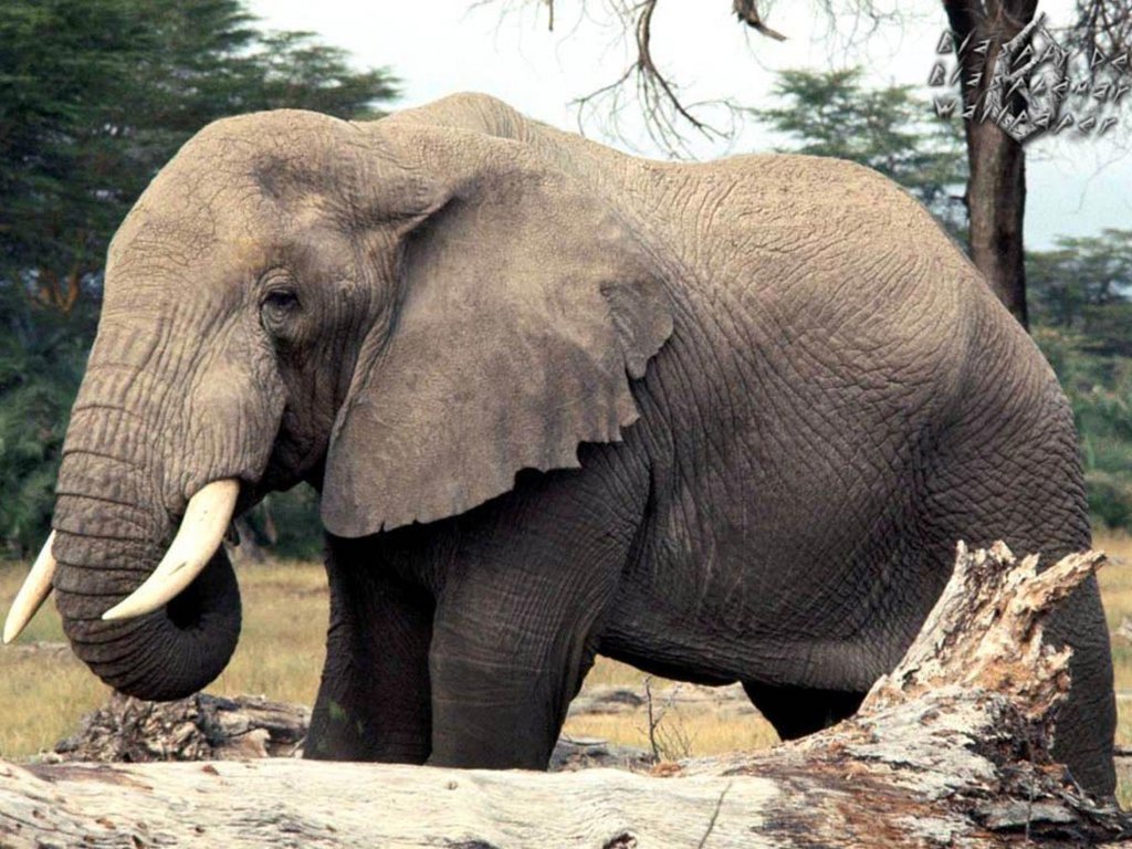 Elefante (1024x768 - 176 KB)