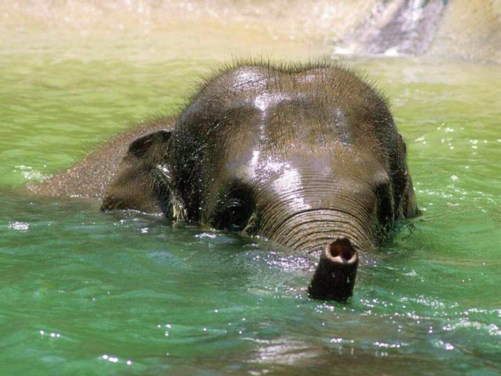 Elefante (1024x768 - 126 KB)