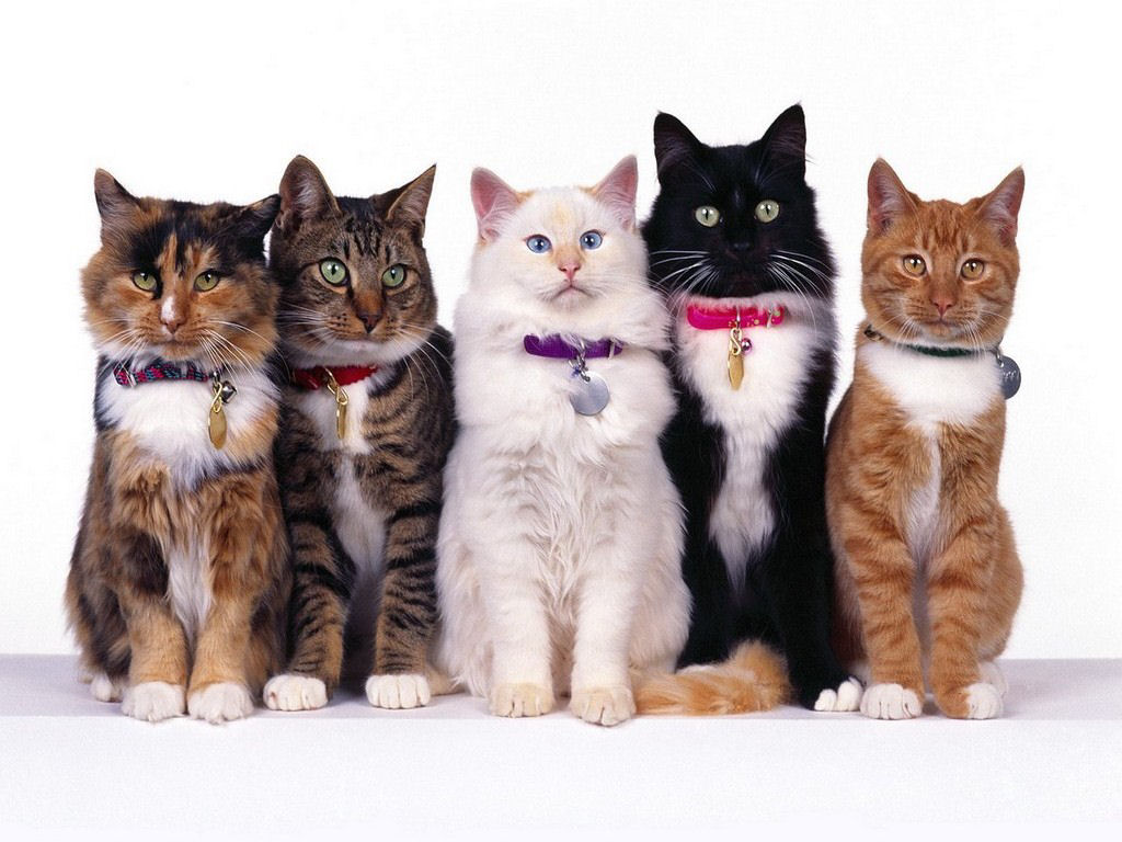 Gatti (1024x768 - 124 KB)