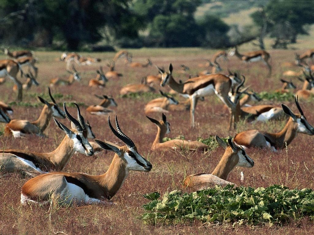 Gazzelle (1024x768 - 217 KB)