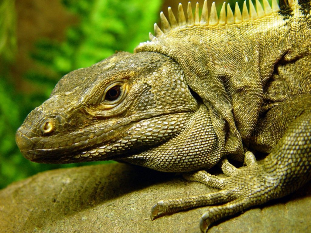 Iguana (1024x768 - 229 KB)