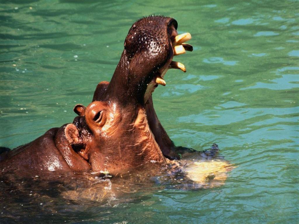Ippopotamo (1024x768 - 145 KB)