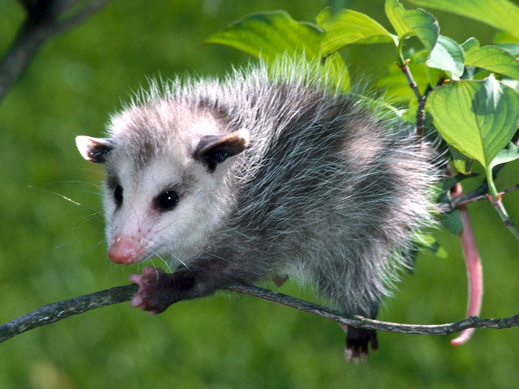 Opossum (1024x768 - 861 KB)