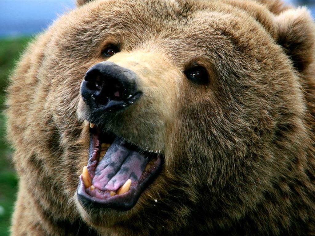 Orso (1024x768 - 185 KB)