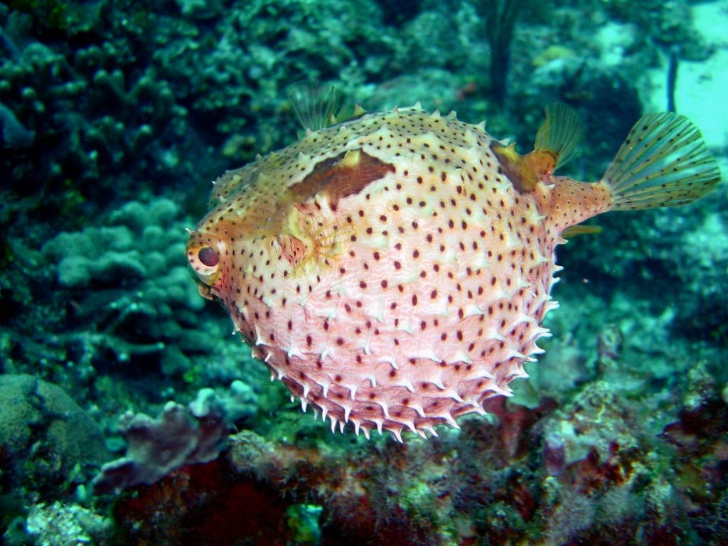 Pesce palla (1024x768 - 163 KB)