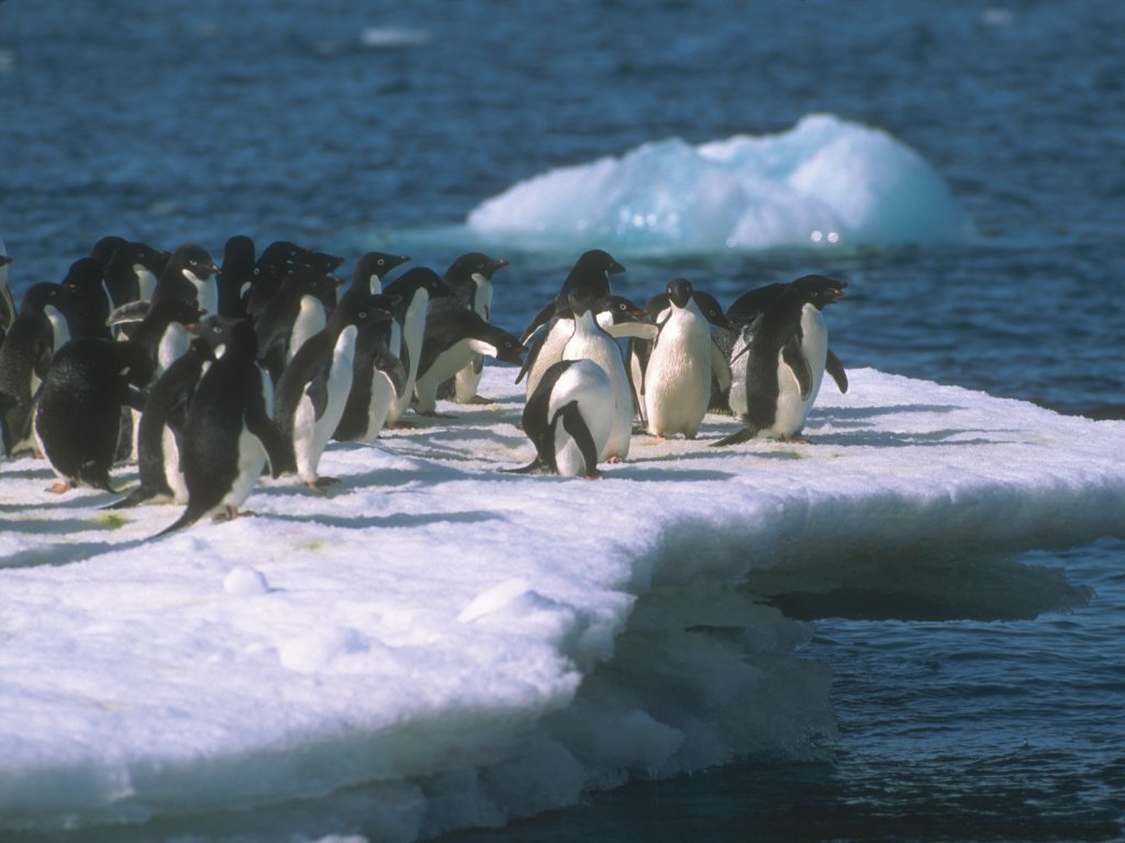 Pinguini (1024x768 - 99 KB)