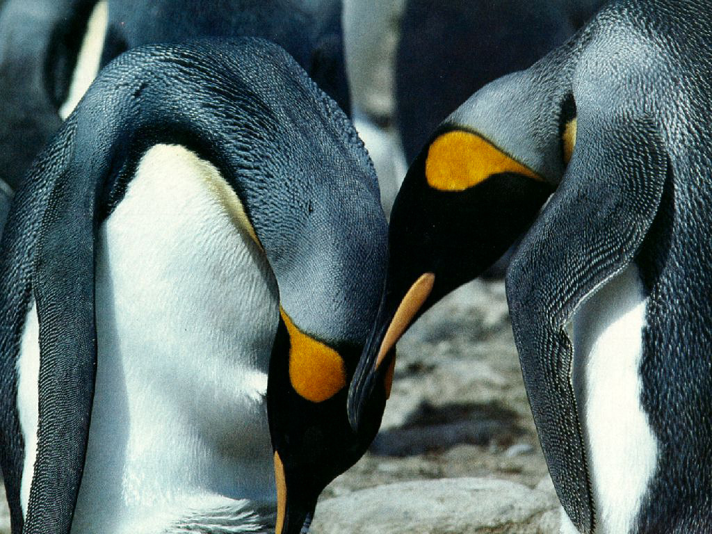 Pinguini (1024x768 - 283 KB)