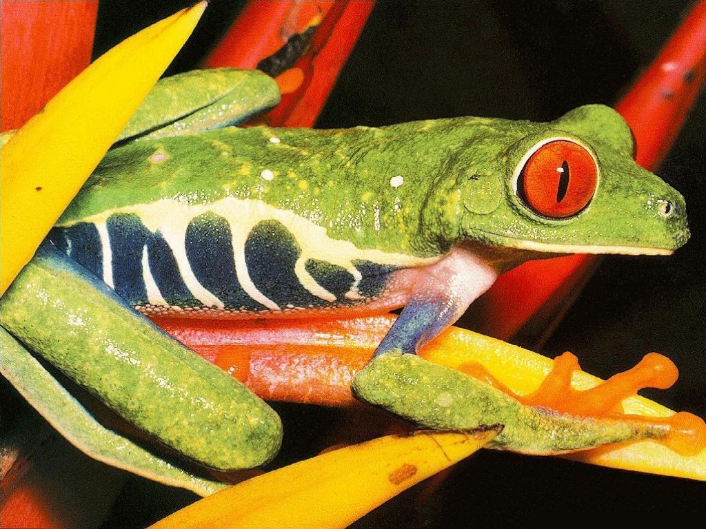 Rana (1024x768 - 228 KB)