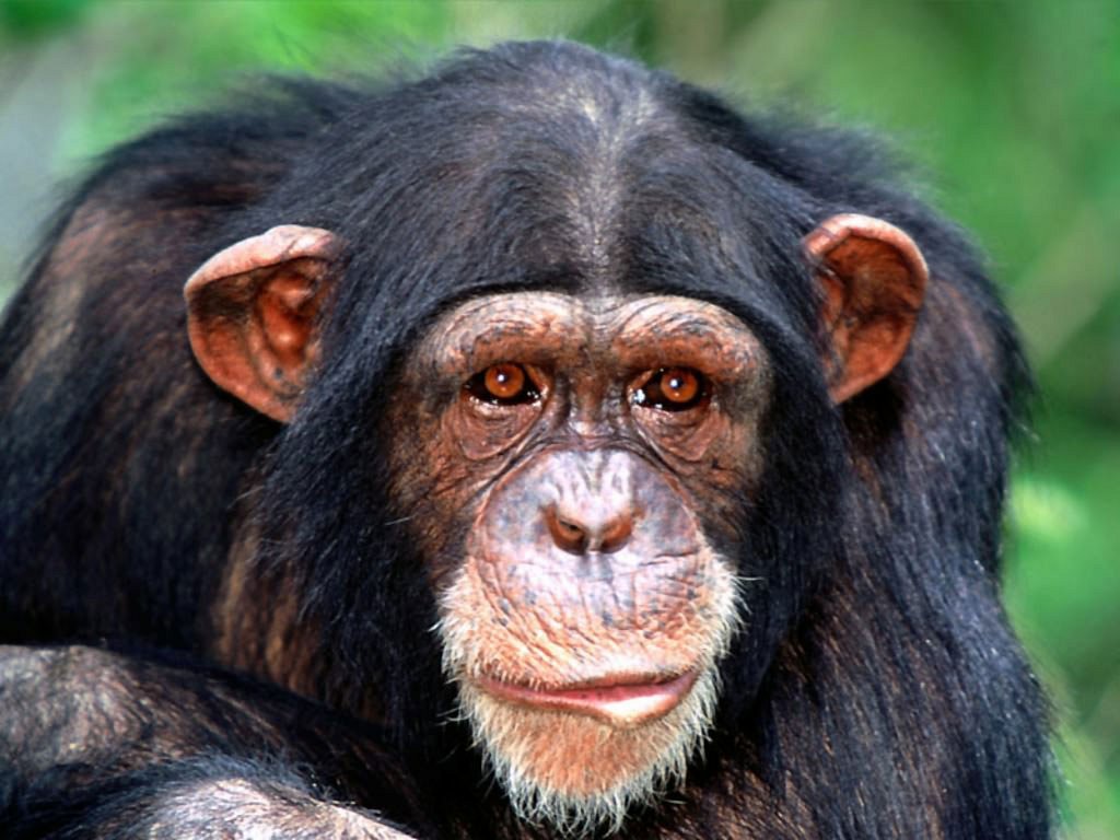 Scimpanzè (1024x768 - 120 KB)