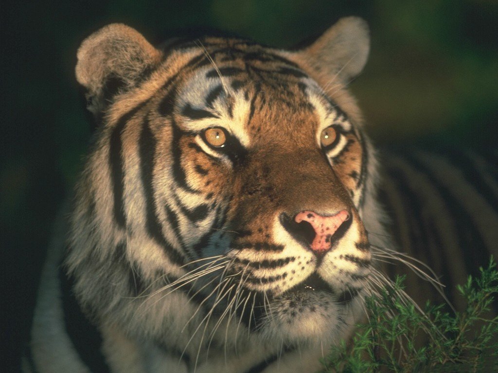 Tigre (1024x768 - 133 KB)