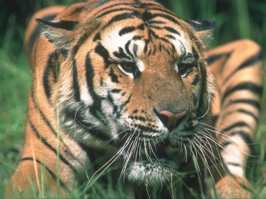 Tigre (1024x768 - 180 KB)