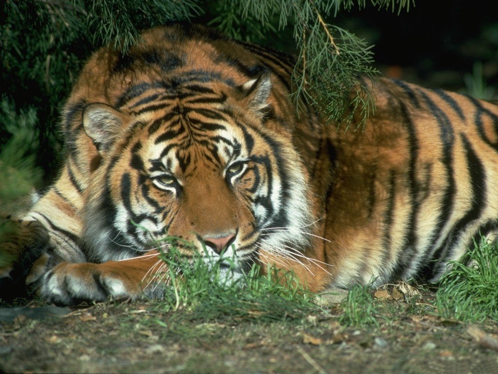 Tigre (1024x768 - 193 KB)