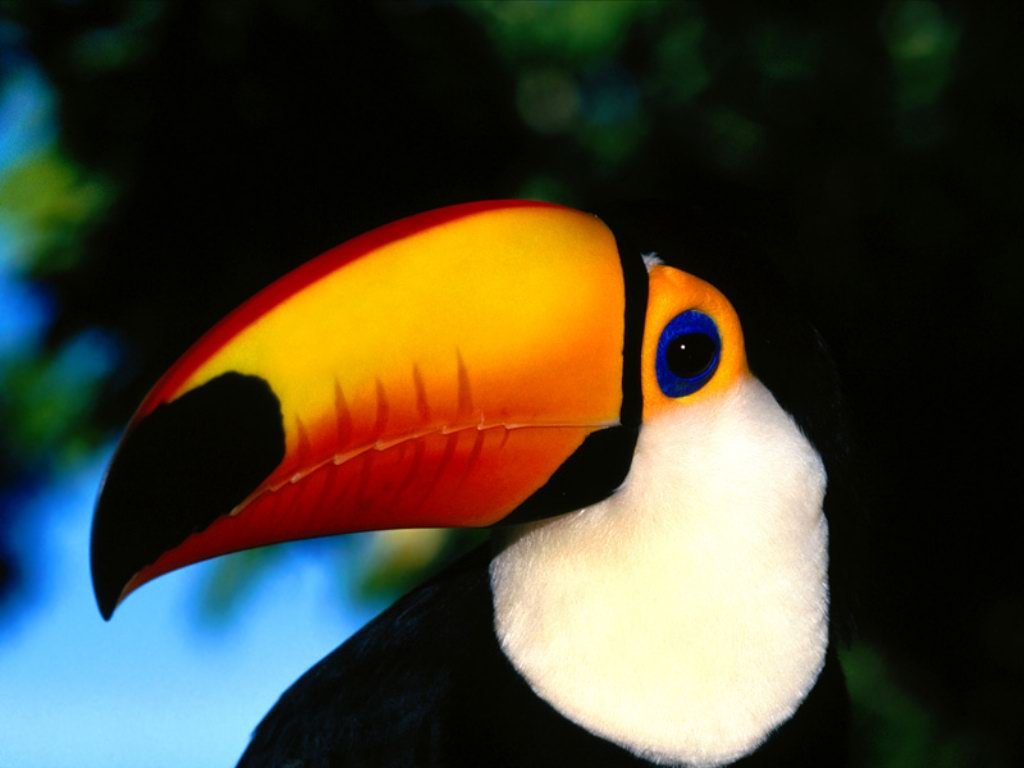 Tucano (1024x768 - 61 KB)