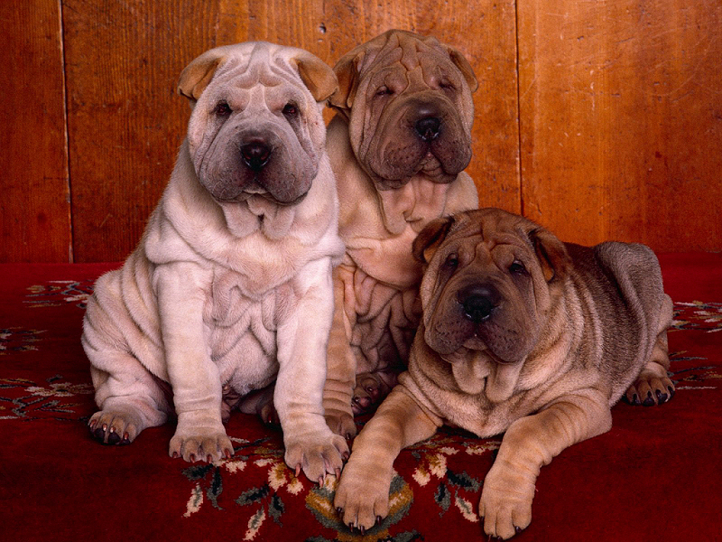 Cani (800x600 - 619 KB)
