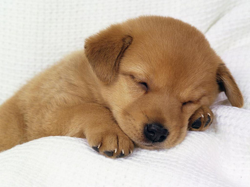 Cucciolo (800x600 - 67 KB)
