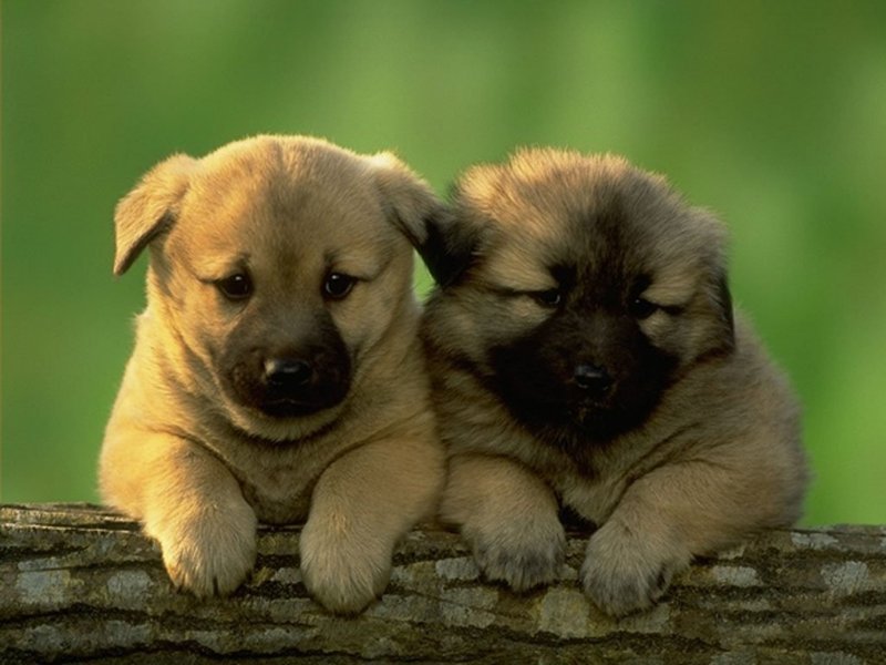 Cuccioli (800x600 - 69 KB)