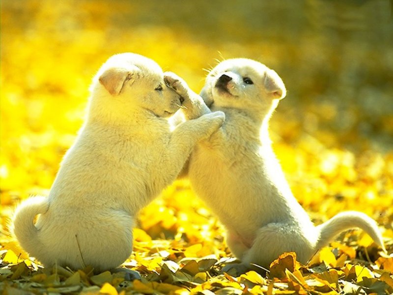 Cuccioli (800x600 - 83 KB)