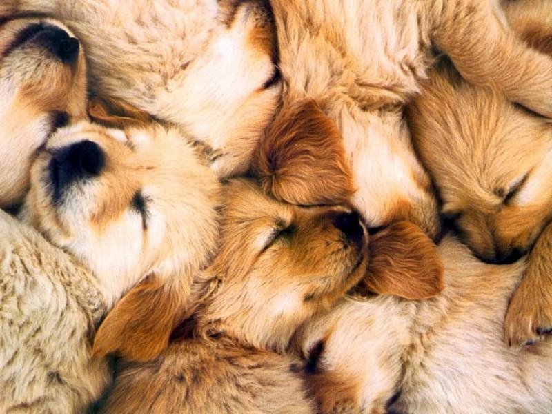 Cagnolini (800x600 - 104 KB)