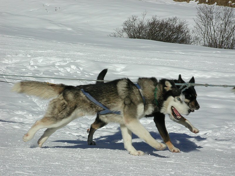 Husky (800x600 - 179 KB)