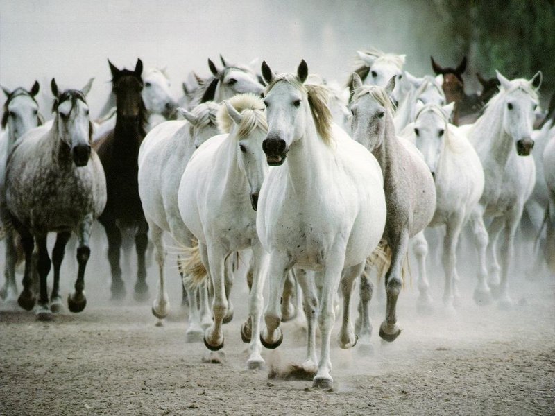 Cavalli (800x600 - 101 KB)