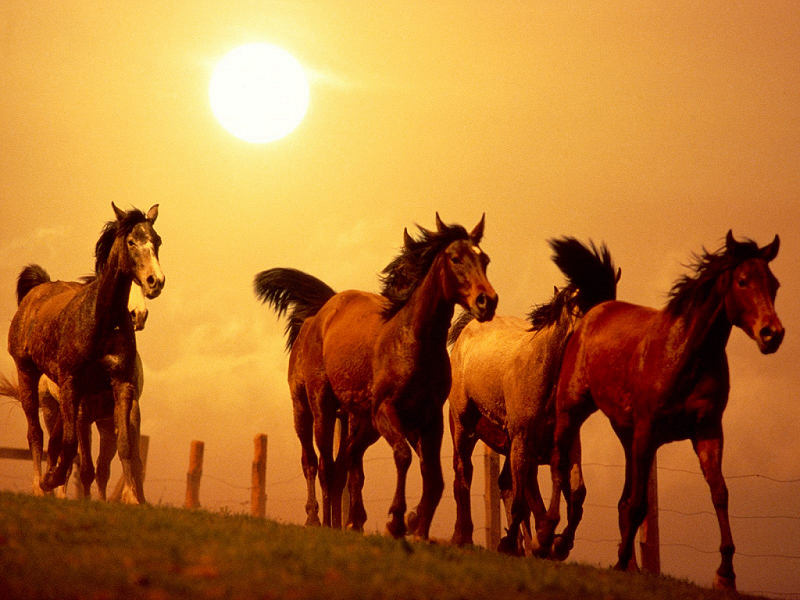 Cavalli (800x600 - 539 KB)