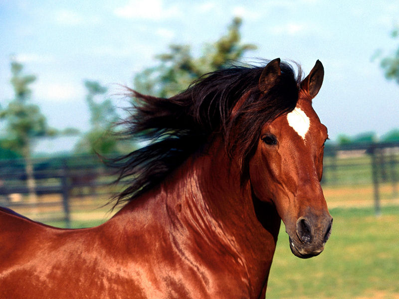 Cavallo (800x600 - 90 KB)