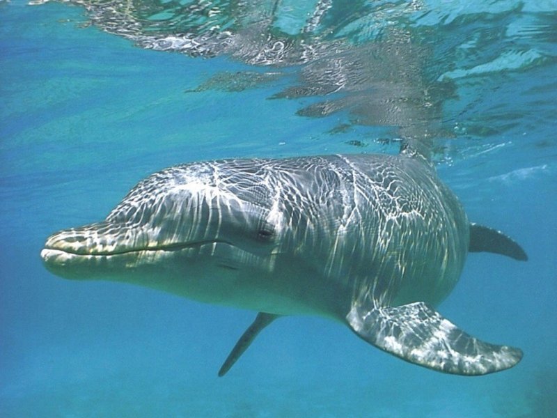 Delfino (800x600 - 87 KB)