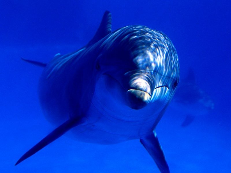 Delfino (800x600 - 44 KB)