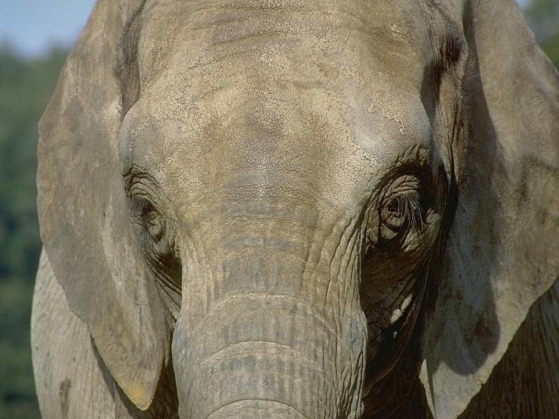 Elefante (800x600 - 99 KB)