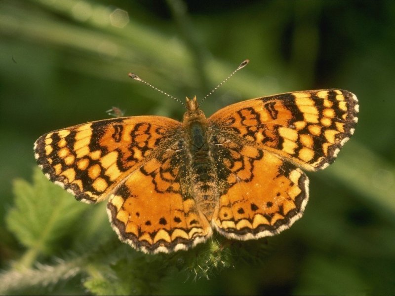 Farfalla (800x600 - 79 KB)
