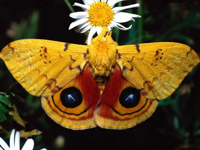 Farfalla (800x600 - 86 KB)