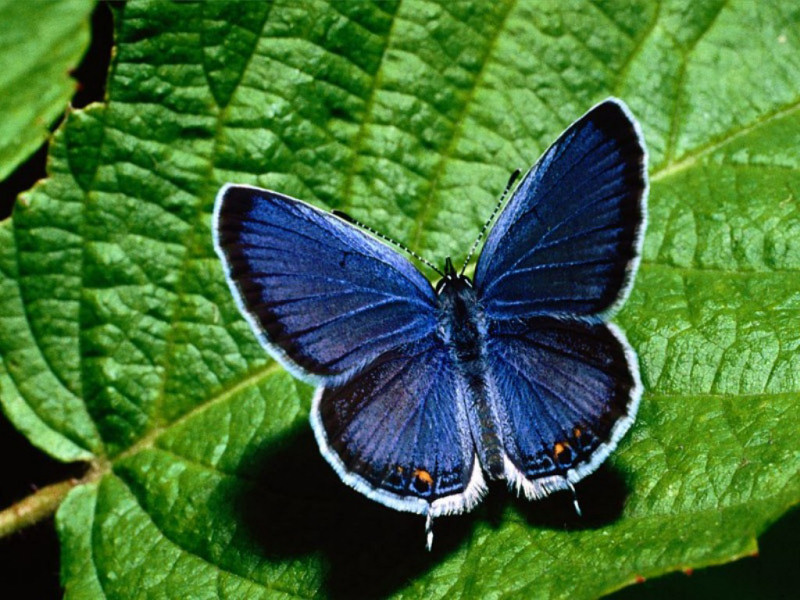 Farfalla (800x600 - 185 KB)