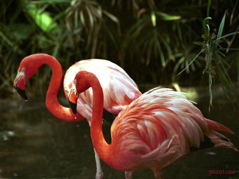 Fenicotteri (800x600 - 72 KB)