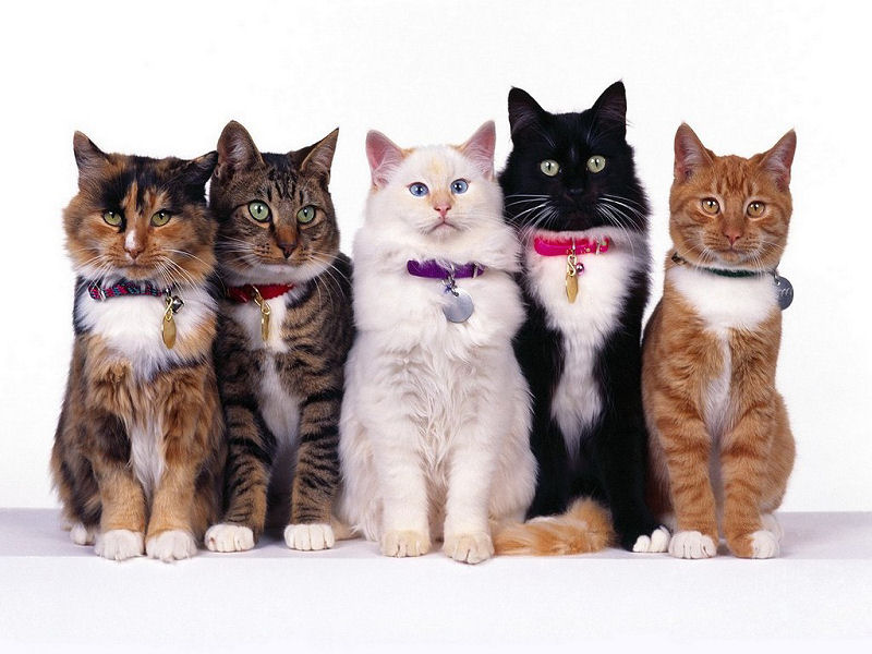 Gatti (800x600 - 85 KB)