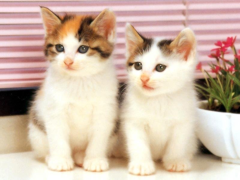 Gatti (800x600 - 63 KB)
