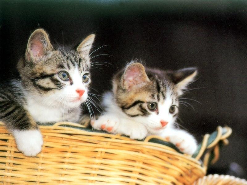 Gatti (800x600 - 83 KB)
