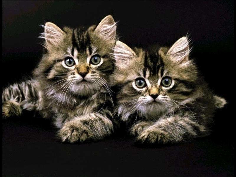 Gatti (800x600 - 78 KB)