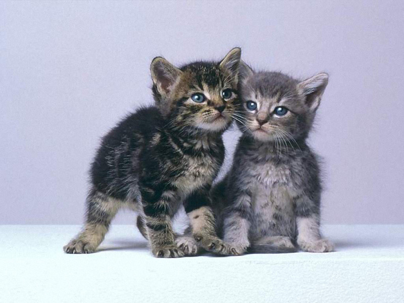 Gatti (800x600 - 109 KB)