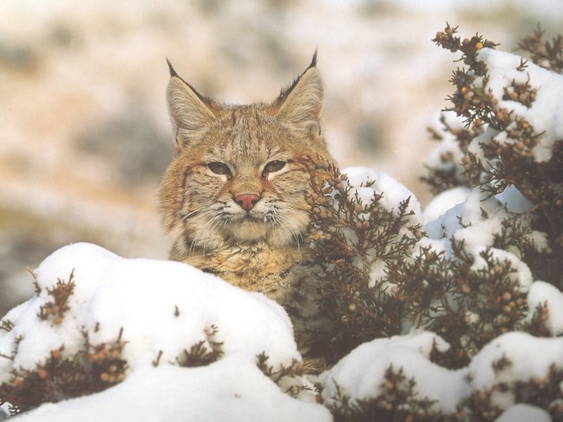 Lince rossa (800x600 - 82 KB)