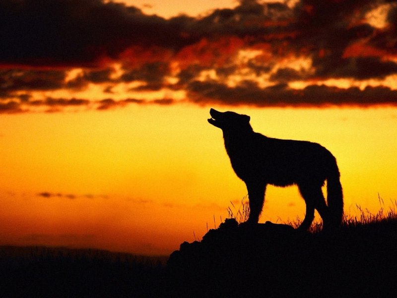 Lupo (800x600 - 65 KB)