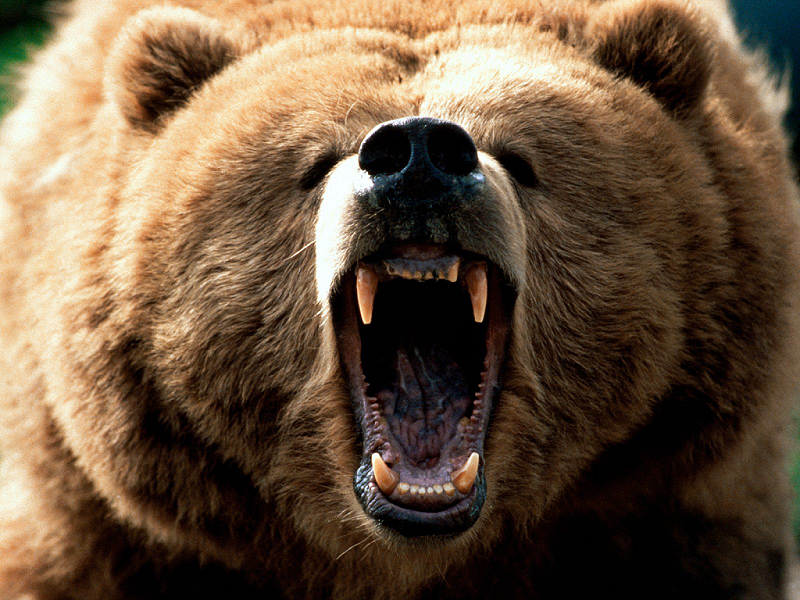 Orso (800x600 - 592 KB)
